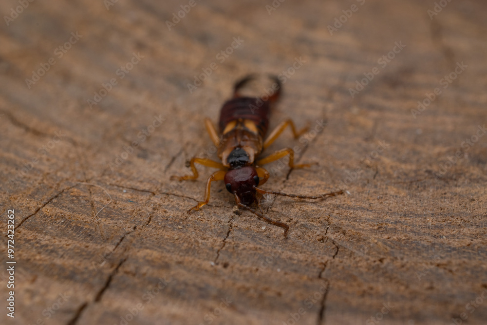 Fototapeta premium earwig