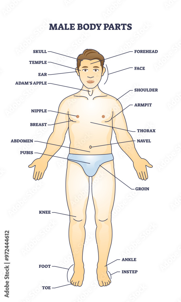 Male body parts with men physiology labeled description outline diagram ...