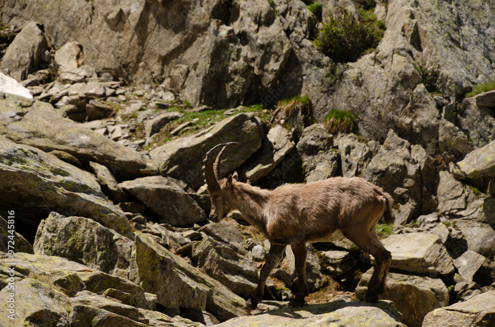 ibex in mountainous alpine area close to mont blanc chamonix ibex in mountainous alpine area close to mont blanc chamonix
