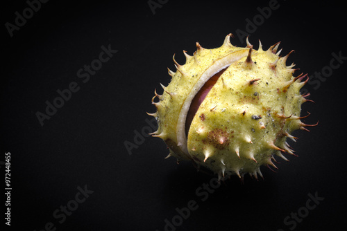 Billede på lærred Chestnuts, a synonym of the coming autumn.