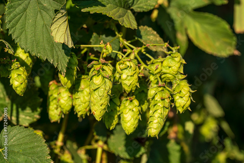 Bavarian Hops cone in close up view before harvest phase 