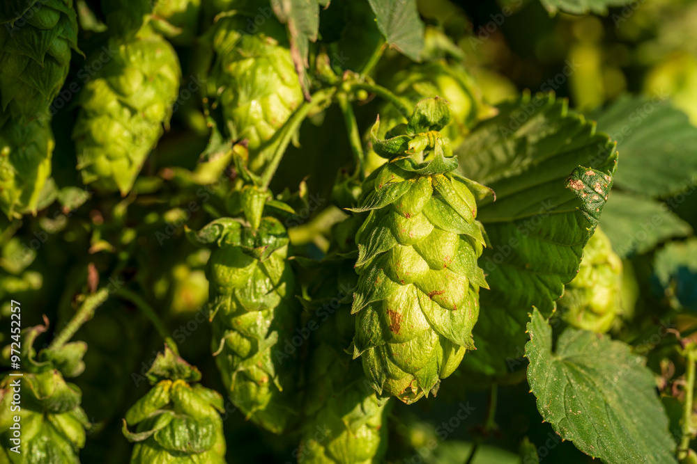 Bavarian Hops cone in close up view before harvest phase Bavarian Hops cone in close up view before harvest phase