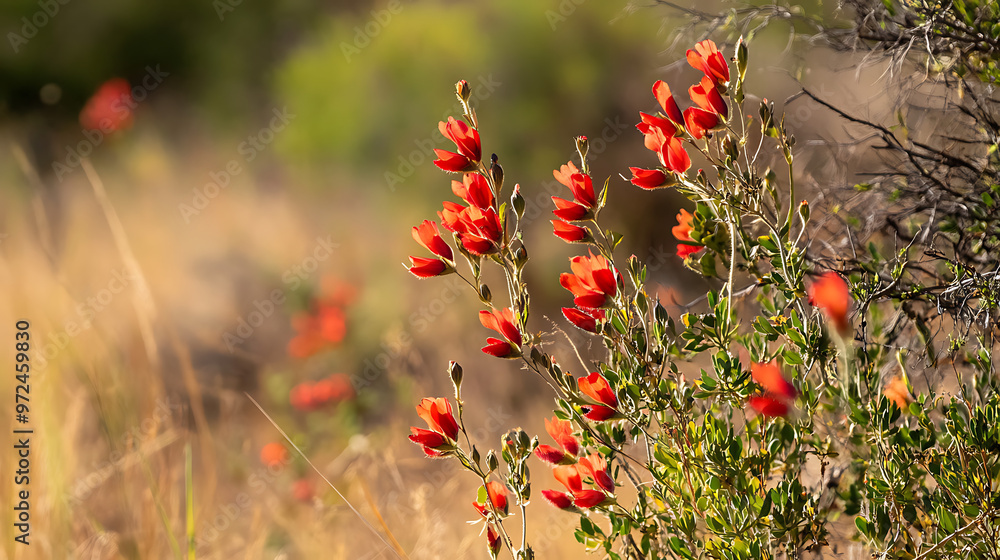 A close-up of Sturt's desert pea flowers blooming in the arid regions of central Australia, contrasting with the dry environment A close-up of Sturt's desert pea flowers blooming in the arid regions of central Australia, contrasting with the dry environment