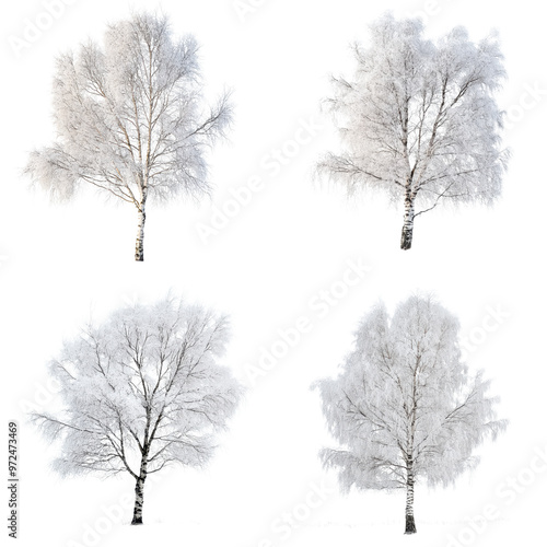 Winter Trees in Monochrome, Simplistic and Elegant, Isolated on Transparent Background