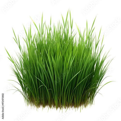 Grass isolated on a transparent background