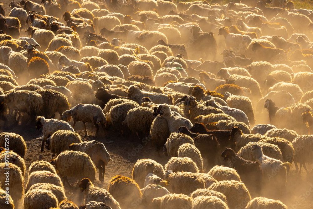 There is a flock of sheep grazing in the dust on the mountain, brown sheep, dust, there is a hazy air that has risen into the air. Sheep are moving quickly in rows Tatvan