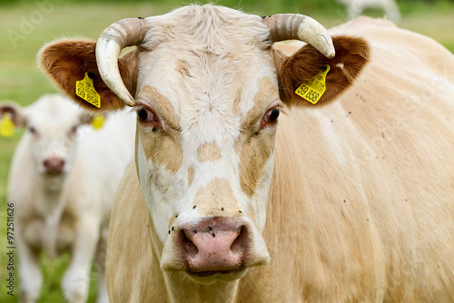 Wallpaper Mural Kühe auf der Weide Torontodigital.ca