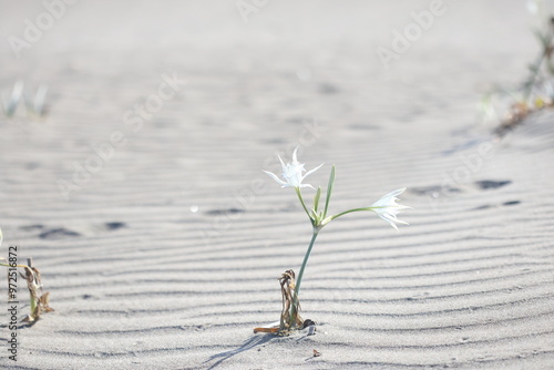 Sea daffodil (Pancratium maritimum) at turkish beach photo