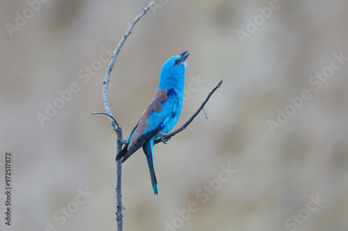 Adult European roller (Coracias garrulus) close-up shot sitting on a tree branch near the nest and singing a call