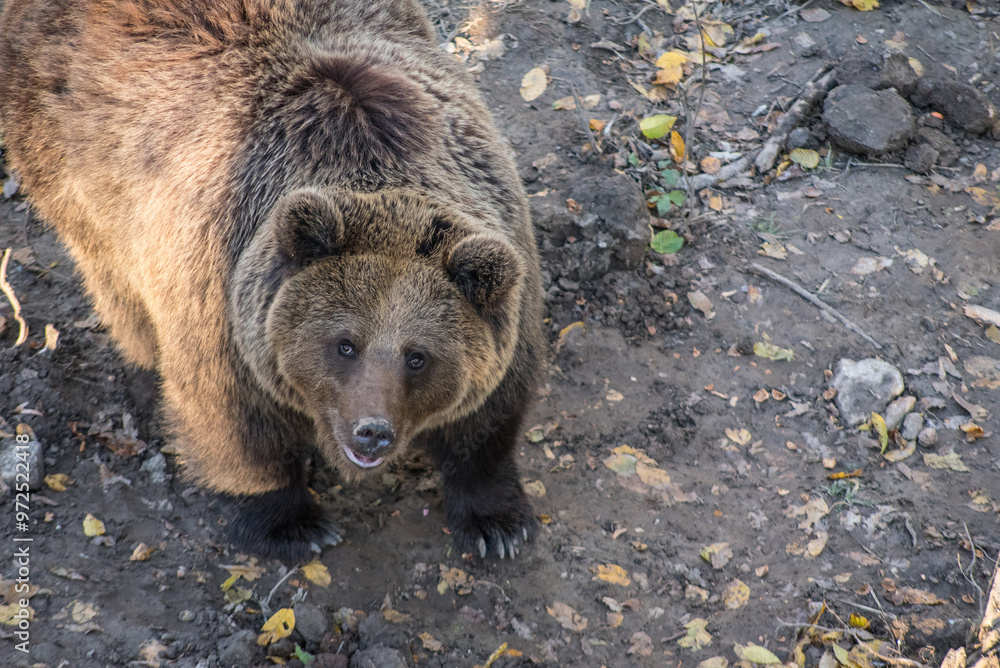 The Eurasian brown bear (Ursus arctos arctos), close-up portrait of a brown bear, animal face looking up. The Eurasian brown bear (Ursus arctos arctos), close-up portrait of a brown bear, animal face looking up.