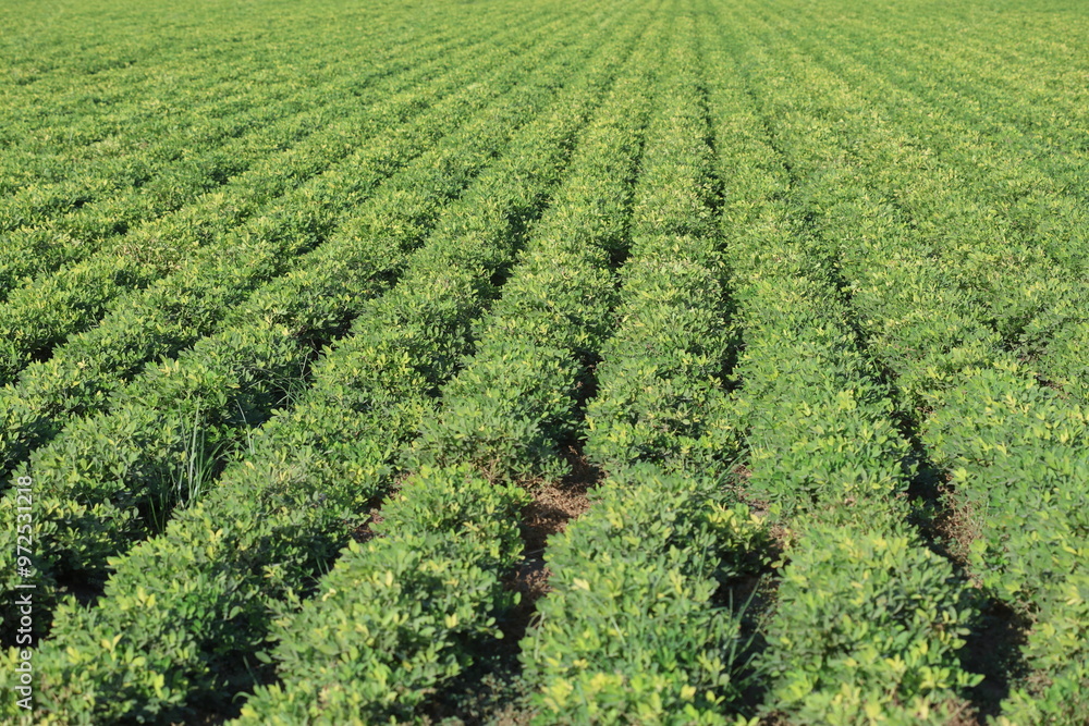 peanut field in cukurova plane of Turkey peanut field in cukurova plane of Turkey
