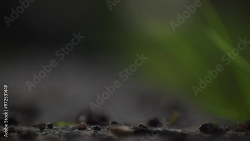 Ants on the ground .