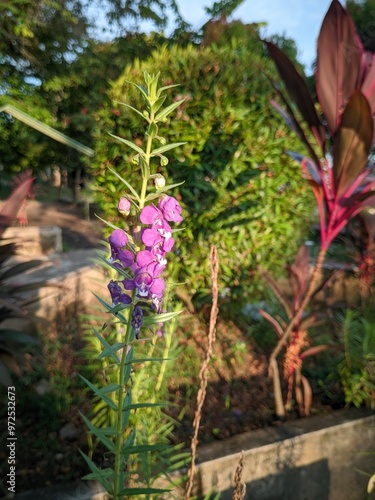 flowers in the garden