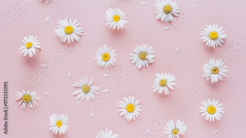 Minimal_styled_concept._White_daisy_chamomile_flower