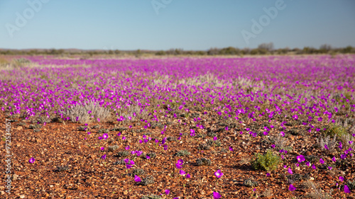 Wild flowers , spring at outback Australia