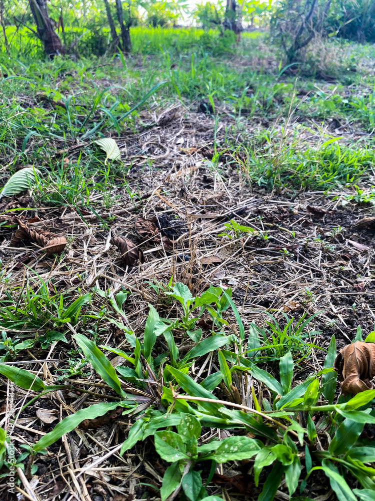 Obraz premium Grass field