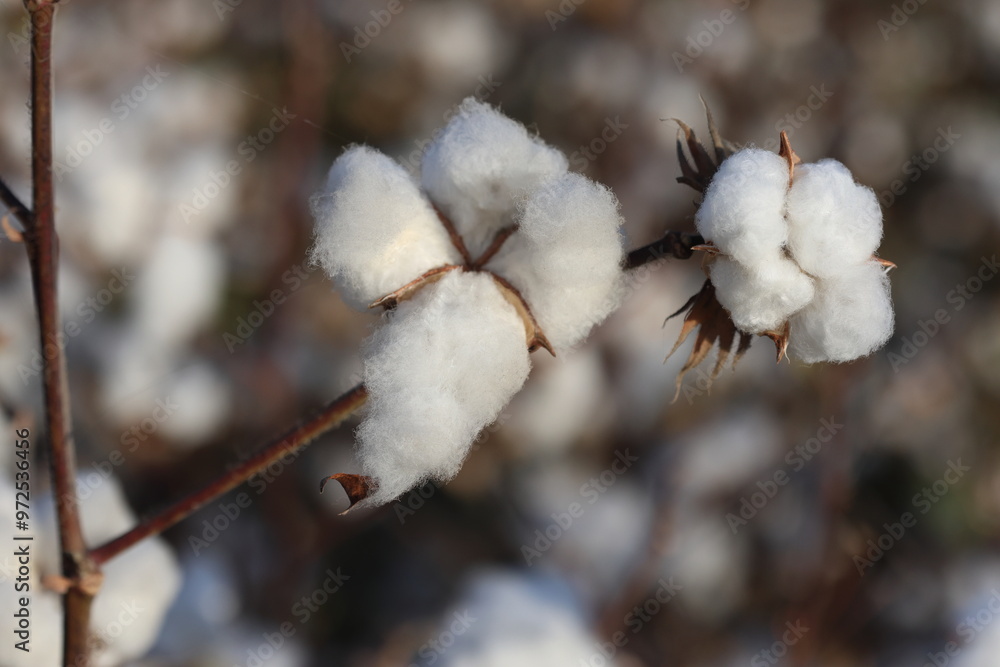 closeup of cotton bolls ready for harvest closeup of cotton bolls ready for harvest
