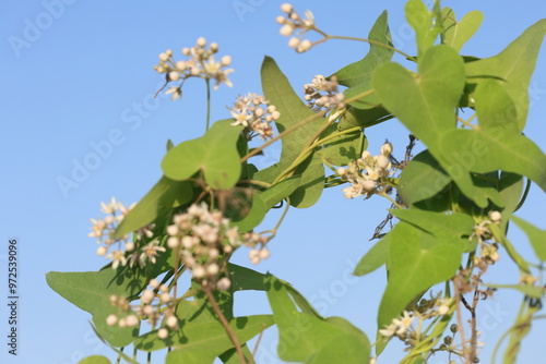 Cynanchum acutum is a species of climbing vine swallowworts native to Europe, Africa, and Asia photo