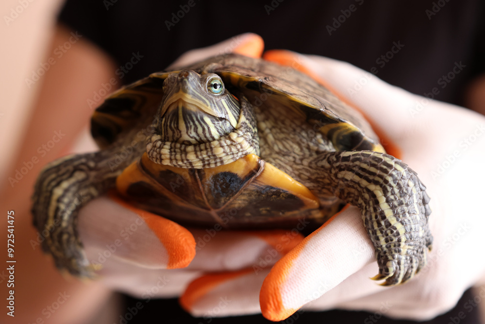 Obraz premium People care for and play with a pet red-eared turtle.