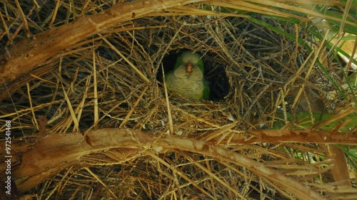 Mönchssittich Myiopsitta monachus photo