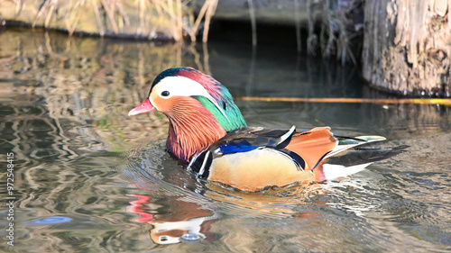 Madarinenente in freier Natur photo