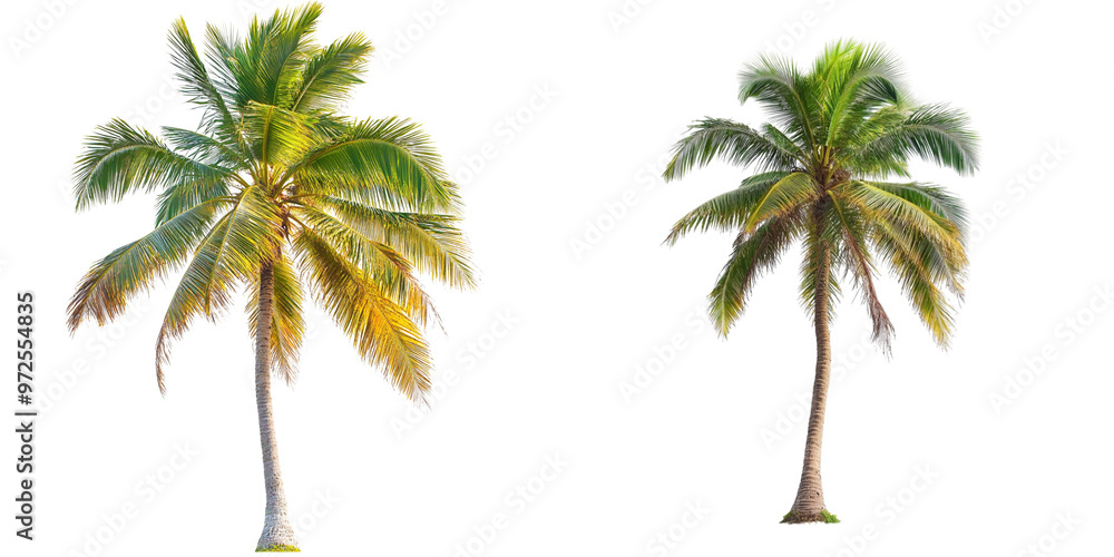 Obraz premium set of A Beautiful coconut tree isolated on a transparent background