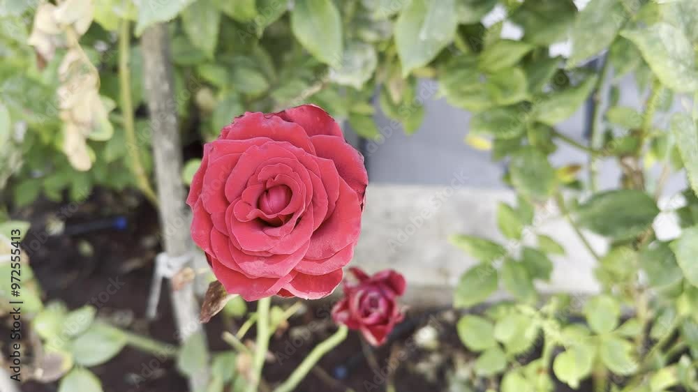 Closeup of a beautiful red rose with green leaves in the garden on the blurred background Closeup of a beautiful red rose with green leaves in the garden on the blurred background