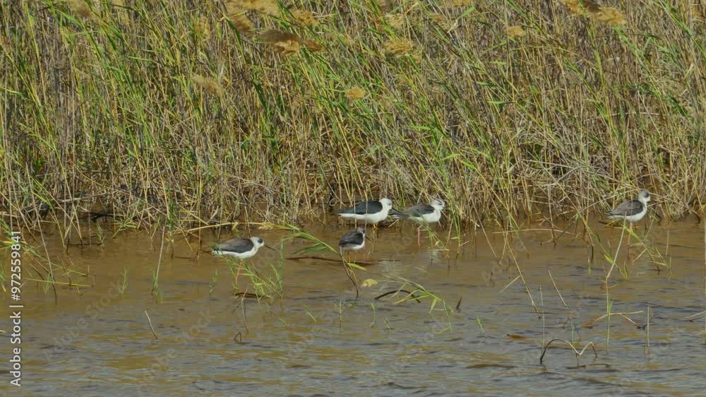 Mehrere Stelzenläufer stehen im Wasser Mehrere Stelzenläufer stehen im Wasser