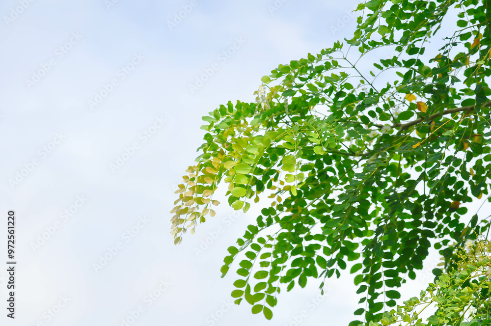 Albizia procera or Albizia procera Roxb Benth plant and sky Albizia procera or Albizia procera Roxb Benth plant and sky