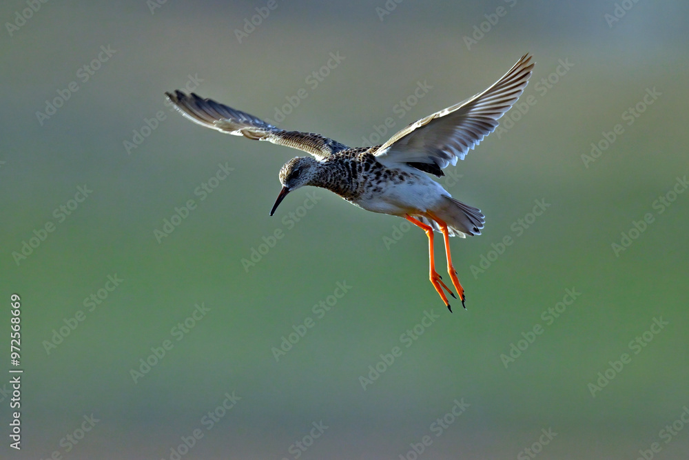 Fototapeta premium flying Ruff // fliegender Kampfläufer (Calidris pugnax)