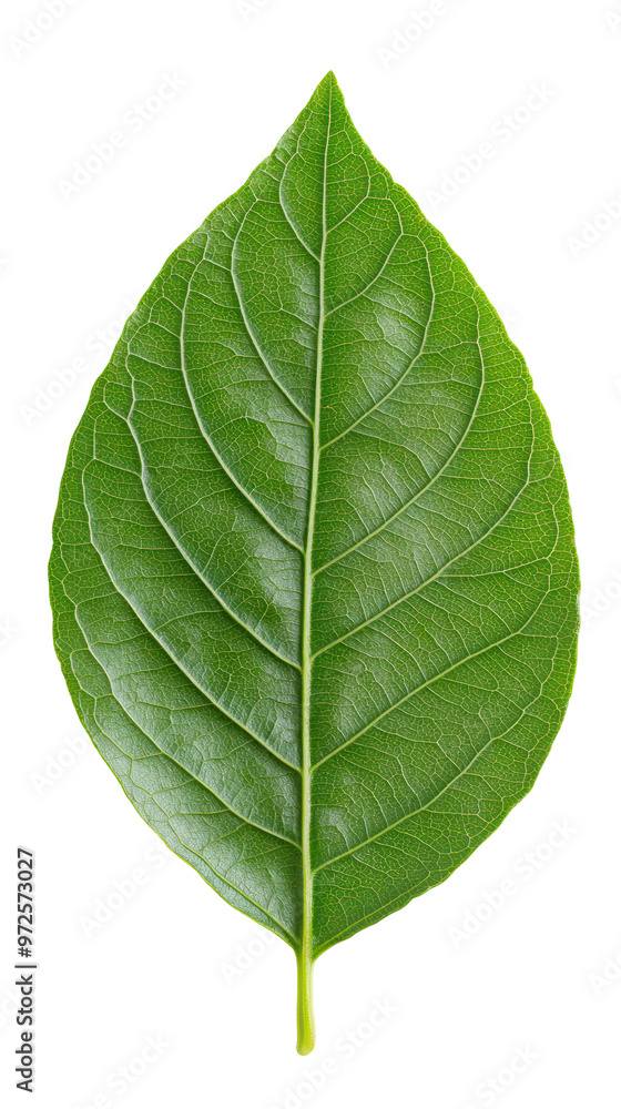 Green leaf with detailed veins and vibrant texture, showcasing natural patterns. The close-up reveals intricate vein structure across the leaf surface. Isolated on transparent background, png. Green leaf with detailed veins and vibrant texture, showcasing natural patterns. The close-up reveals intricate vein structure across the leaf surface. Isolated on transparent background, png.