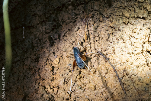 beatle at night