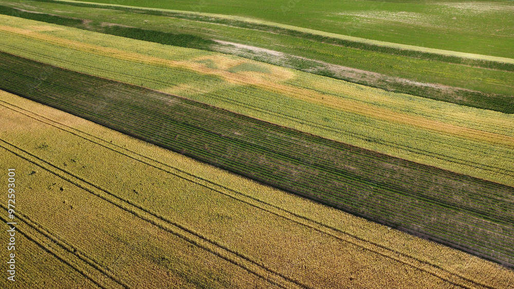 ripe wheat field in summer, in Vojvodina, drone photography ripe wheat field in summer, in Vojvodina, drone photography