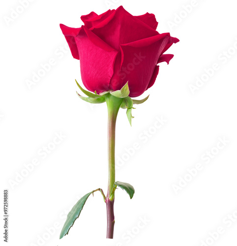 Red rose flower.