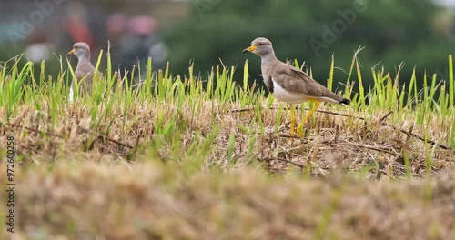 grey-headed lapwing  standing on one leg in a shower rain photo