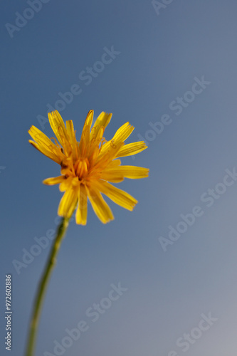 yellow flower, flower against the sky