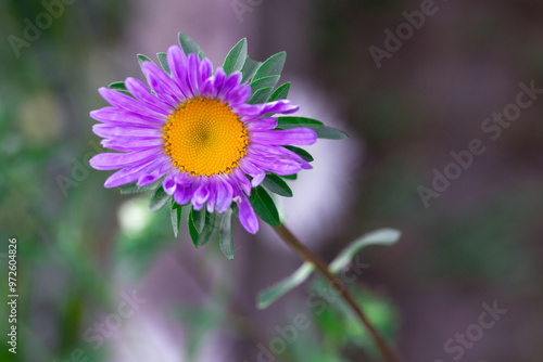 flower, aster, aster flower, garden, bokeh