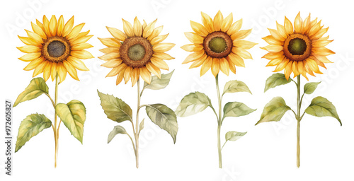 watercolour clipart of a Sunflower