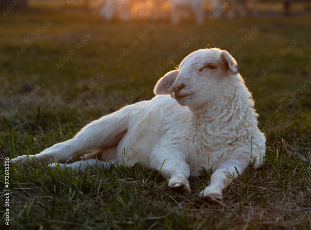 White Katahdin sheep lamb basking in the sunlight