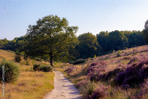 Nature landscape, The flowering Calluna vulgaris (heide, ling, or simply heather) on slope, Purple flowers on the hill side field, Posbank, Veluwezoom National Park in Rheden, Gelderland, Netherlands.