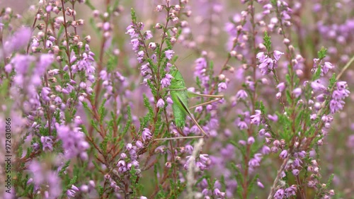 Grasshopper on the heath, bush cricket breathes, bicolorana bicolor, 