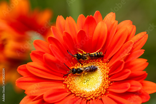 2 Feldwespen sitzen in einer roten Blüte einer Gerbera photo