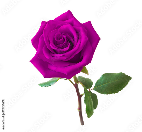 Beautiful single pink rose isolated on transparent background.