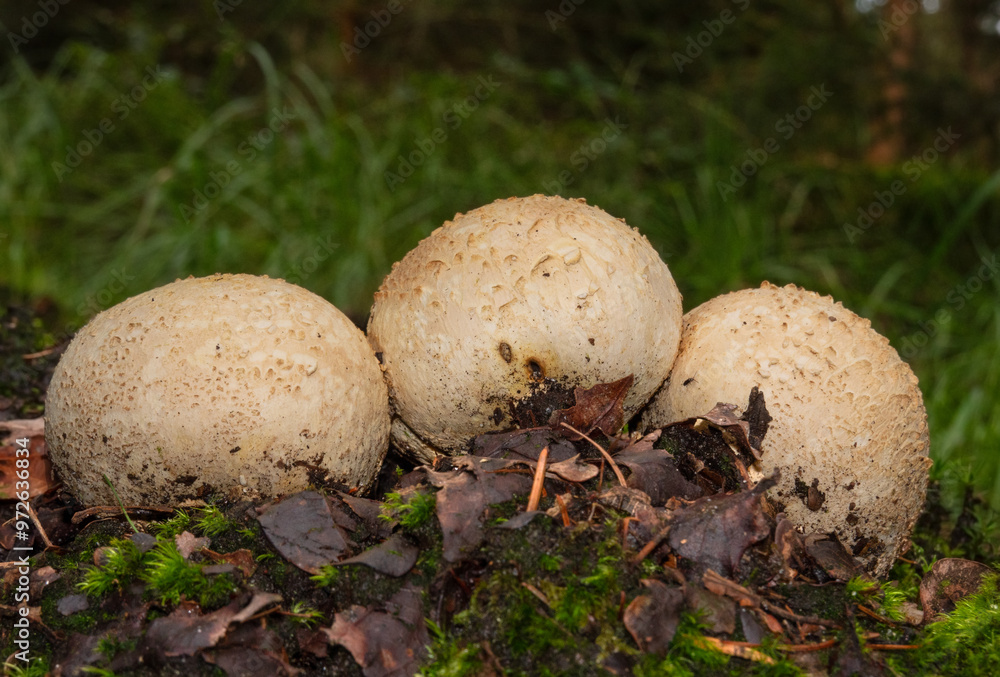 Three Common earthballs in a row, growing between fallen leaves and moss Three Common earthballs in a row, growing between fallen leaves and moss