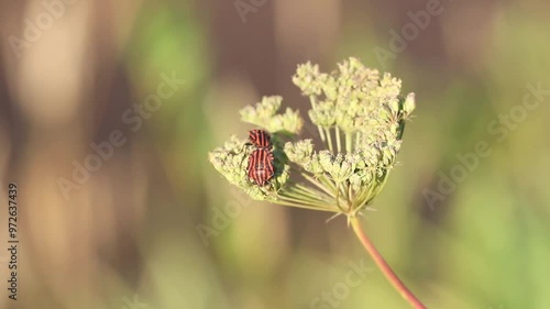 Two bugs of the Graphosoma lineatum sitting on the flower