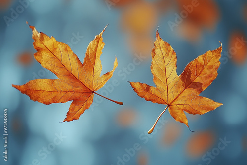 Golden maple leaves delicately swirling down against a serene autumn backdrop