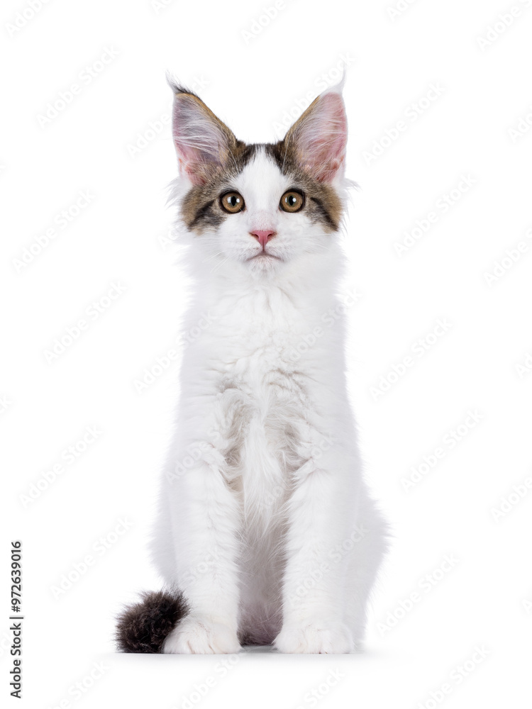 Pretty van Maine Coon cat kitten, sitting up facing front. Looking towards camera. Isolated on a white background. Pretty van Maine Coon cat kitten, sitting up facing front. Looking towards camera. Isolated on a white background.