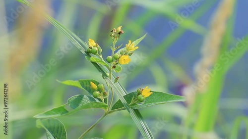 Wild Lysimachia vulgaris at the riverbank