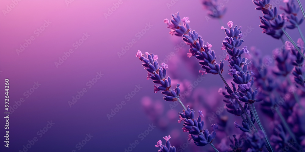Fototapeta premium Purple lavender flowers in a soft pastel background.