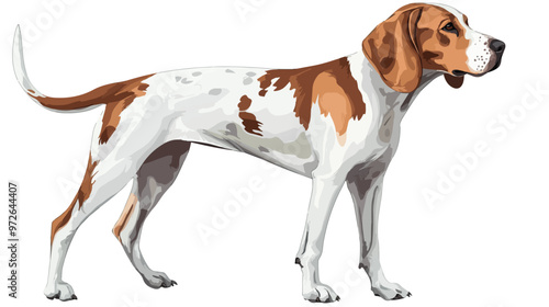 A Breed of Hunting Dog Known for Its Intelligence isolated on white background